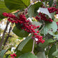 Linden Viburnum Seeds (Viburnum dilatatum) - Zone 5 - 40+ Seeds