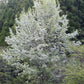 Callery Pear Seeds (Pyrus calleryana) - Zone 4-5 - 30+ Seeds