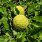 Osage Orange Seeds (Maclura pomifera) - Zone 4 - 50+ Seeds