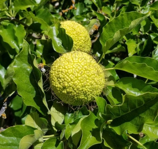 Semillas de naranja Osage (Maclura pomifera) - Zona 4 - Más de 50 semillas