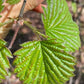 Arrowwood Viburnum Seeds (Viburnum dentatum) - Zone 3-4 - 50+ Seeds