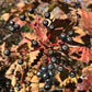 Arrowwood Viburnum Seeds (Viburnum dentatum) - Zone 3-4 - 50+ Seeds