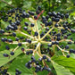 Chinese Viburnum Seeds (Viburnum ichangense) - Zone 5 - 50+ Seeds