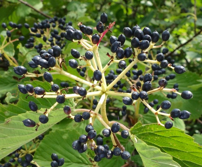 Semillas de Viburnum Chino (Viburnum ichangense) - Zona 5 - Más de 50 semillas