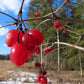 European Cranberrybush Seeds (Viburnum opulus) - Zone 3-8 - 50+ Seeds