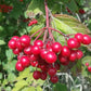 European Cranberrybush Seeds (Viburnum opulus) - Zone 3-8 - 50+ Seeds