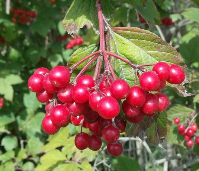 Graines de canneberges européennes (Viburnum opulus) - Zone 3-8 - 50+ graines