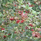 European Cranberrybush Seeds (Viburnum opulus) - Zone 3-8 - 50+ Seeds