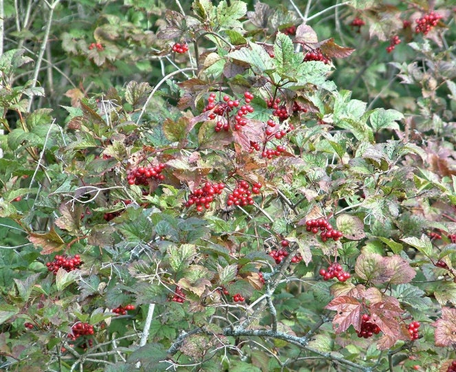 Graines de canneberges européennes (Viburnum opulus) - Zone 3-8 - 50+ graines