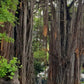 Banyan Tree Seeds for Bonsai (Ficus benghalensis) - Zone 10 - 100+ Seeds