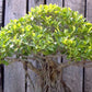 Banyan Tree Seeds for Bonsai (Ficus benghalensis) - Zone 10 - 100+ Seeds