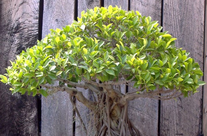 Graines de banian pour bonsaï (Ficus benghalensis) - Zone 10 - 100+ graines