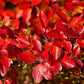Semillas de Cotoneaster de Pekín (Cotoneaster acutifolius) - Zona 4 - Más de 30 semillas