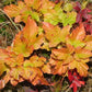 Common Ninebark Seeds (Physocarpus opulifolius) - Zone 3 - 200+ Seeds