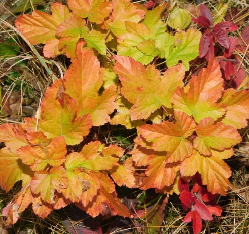 Common Ninebark Seeds (Physocarpus opulifolius) - Zone 3 - 200+ Seeds