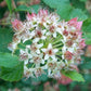 Common Ninebark Seeds (Physocarpus opulifolius) - Zone 3 - 200+ Seeds