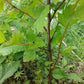 Common Ninebark Seeds (Physocarpus opulifolius) - Zone 3 - 200+ Seeds
