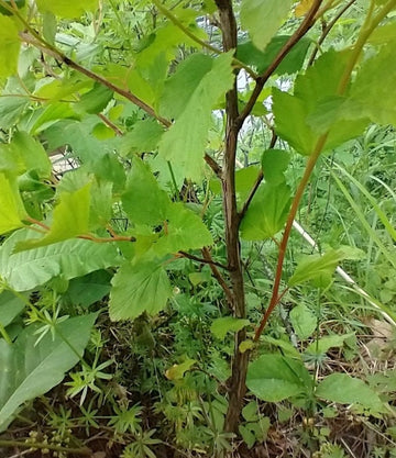Physocarpe à feuilles d’obier · 3