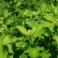 Common Ninebark Seeds (Physocarpus opulifolius) - Zone 3 - 200+ Seeds