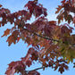 Semillas de arce rojo (Acer rubrum) - Zona 3-4 - Más de 50 semillas