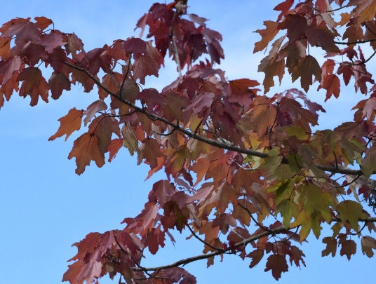 Red Maple Seeds (Acer rubrum) - Zone 3-4 - 50+ Seeds