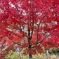 Semillas de arce rojo (Acer rubrum) - Zona 3-4 - Más de 50 semillas