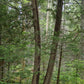 Northern White Cedar Seeds (Thuja occidentalis) - Zone 2-3 - 200+ Seeds