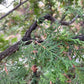 Northern White Cedar Seeds (Thuja occidentalis) - Zone 2-3 - 200+ Seeds