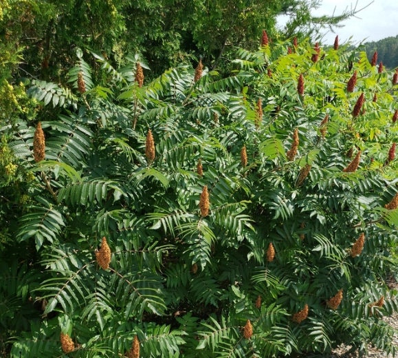 Graines de sumac vinaigrier (Rhus typhina) - Zone 3-4 - 50+ graines