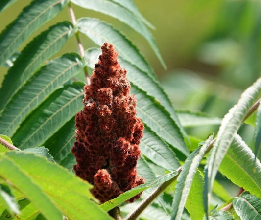 Graines de sumac vinaigrier (Rhus typhina) - Zone 3-4 - 50+ graines