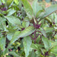 Persian Basil Seeds (Ocimum basilicum 'Persian') - 100+ Seeds