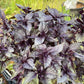 Dark Opal Basil Seeds (Ocimum basilicum 'Dark Opal') - 100+ Seeds