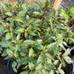 Persian Basil Seeds (Ocimum basilicum 'Persian') - 100+ Seeds
