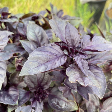 Dark Opal Basil Seeds