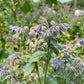 Borage Seeds (Borago officinalis) - Zone 3 - 20+ Seeds