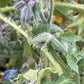 Borage Seeds (Borago officinalis) - Zone 3 - 20+ Seeds