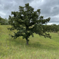 Bur Oak Acorns (Quercus macrocarpa)