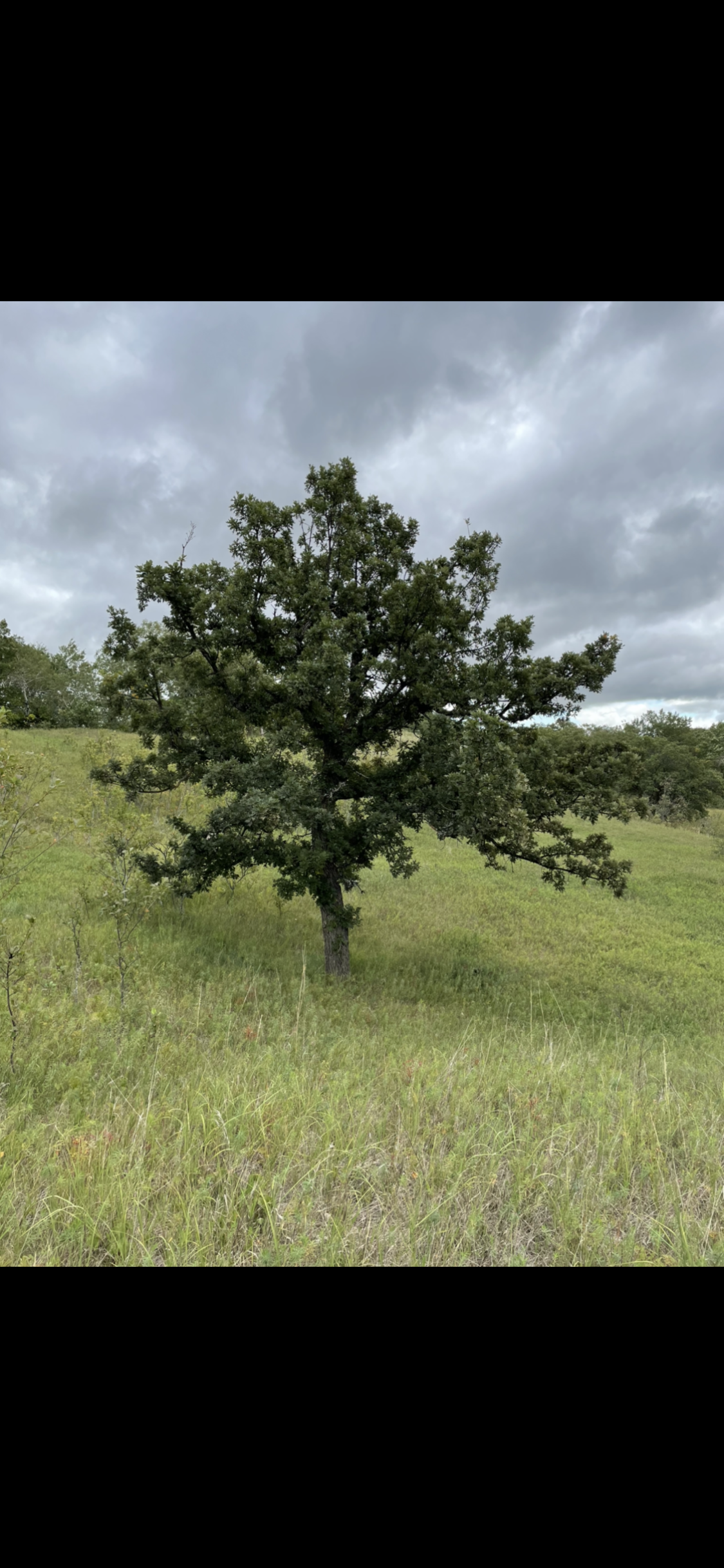 Graines de chêne à gros fruits (Quercus macrocarpa)