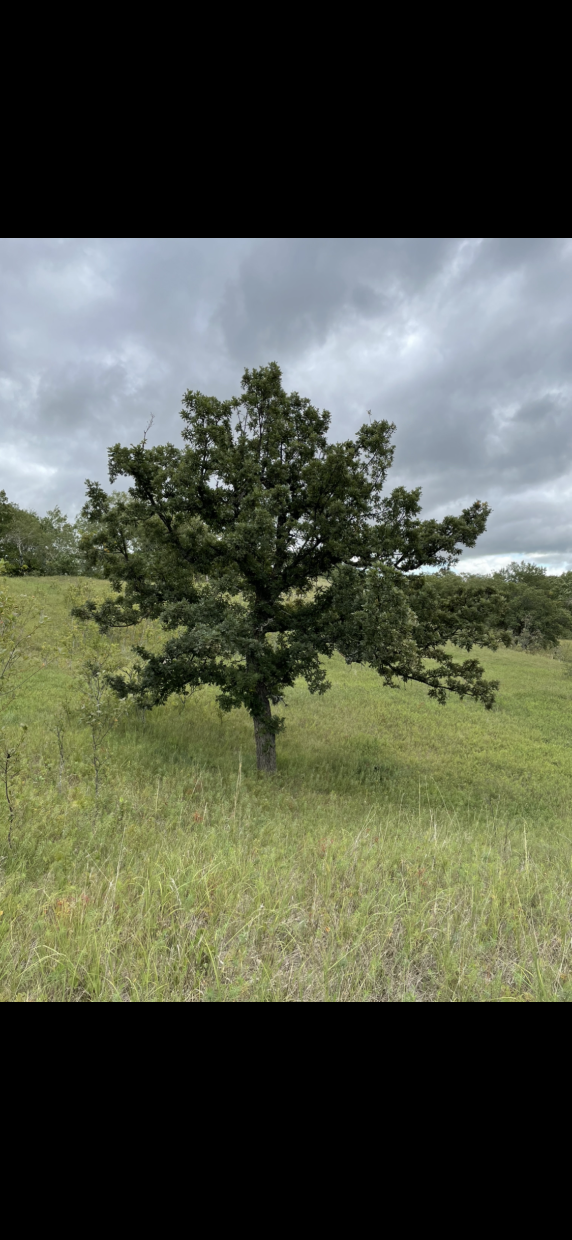 Bur Oak Seeds (Quercus macrocarpa)