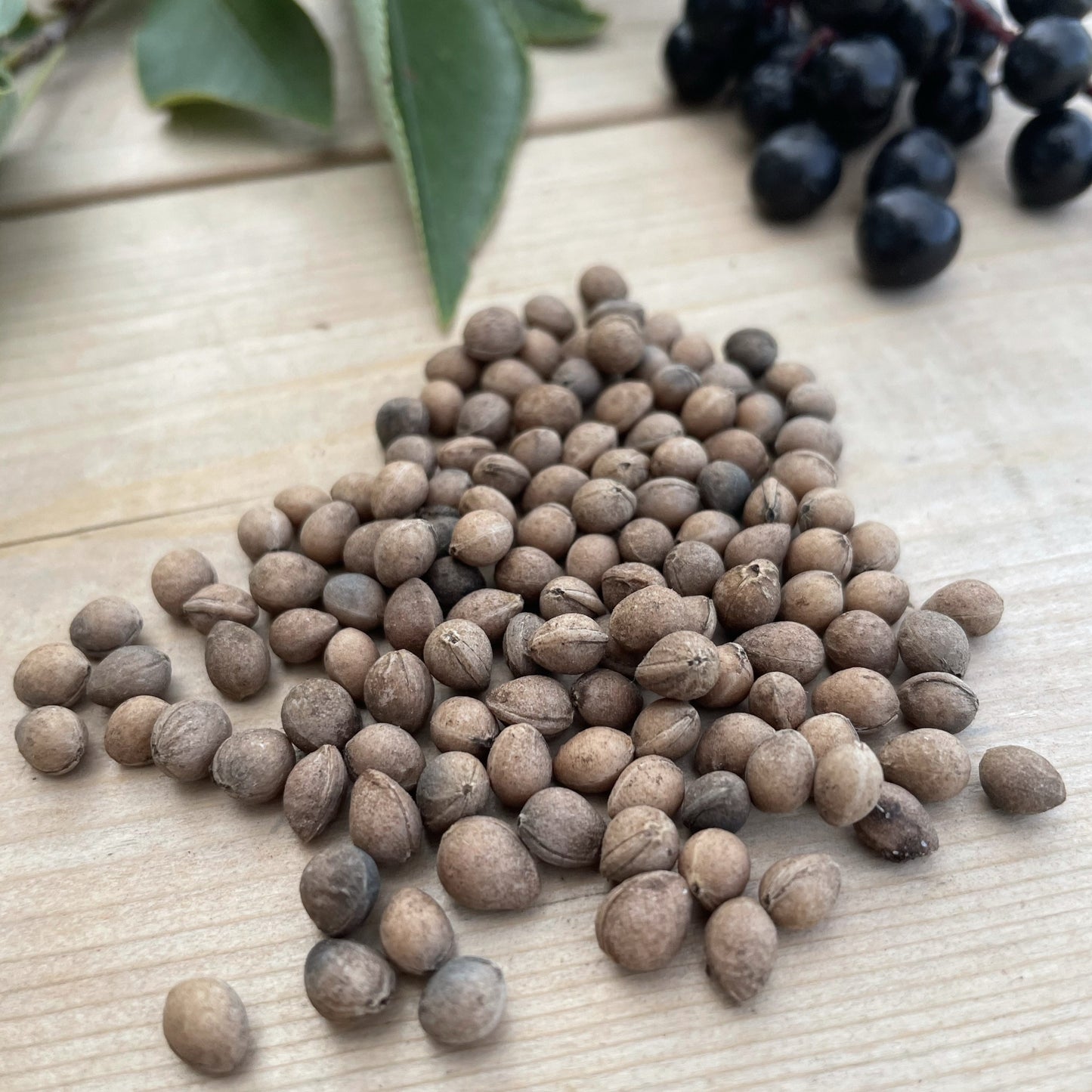 Semillas de Chokecherry (Prunus virginiana var. melanocarpa) Variedad de frutos negros - Más de 100 semillas