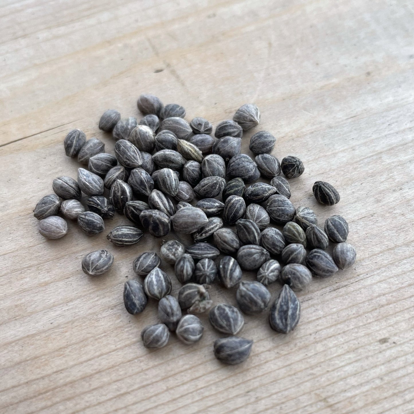 Semillas de Cornejo Redosier (Cornus sericea) - Más de 50 semillas