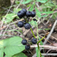 Graines de salsepareille sauvage (Aralia nudicaulis) - Graines de plantes vivaces indigènes sauvages - Zone de rusticité 3 - 50+ graines