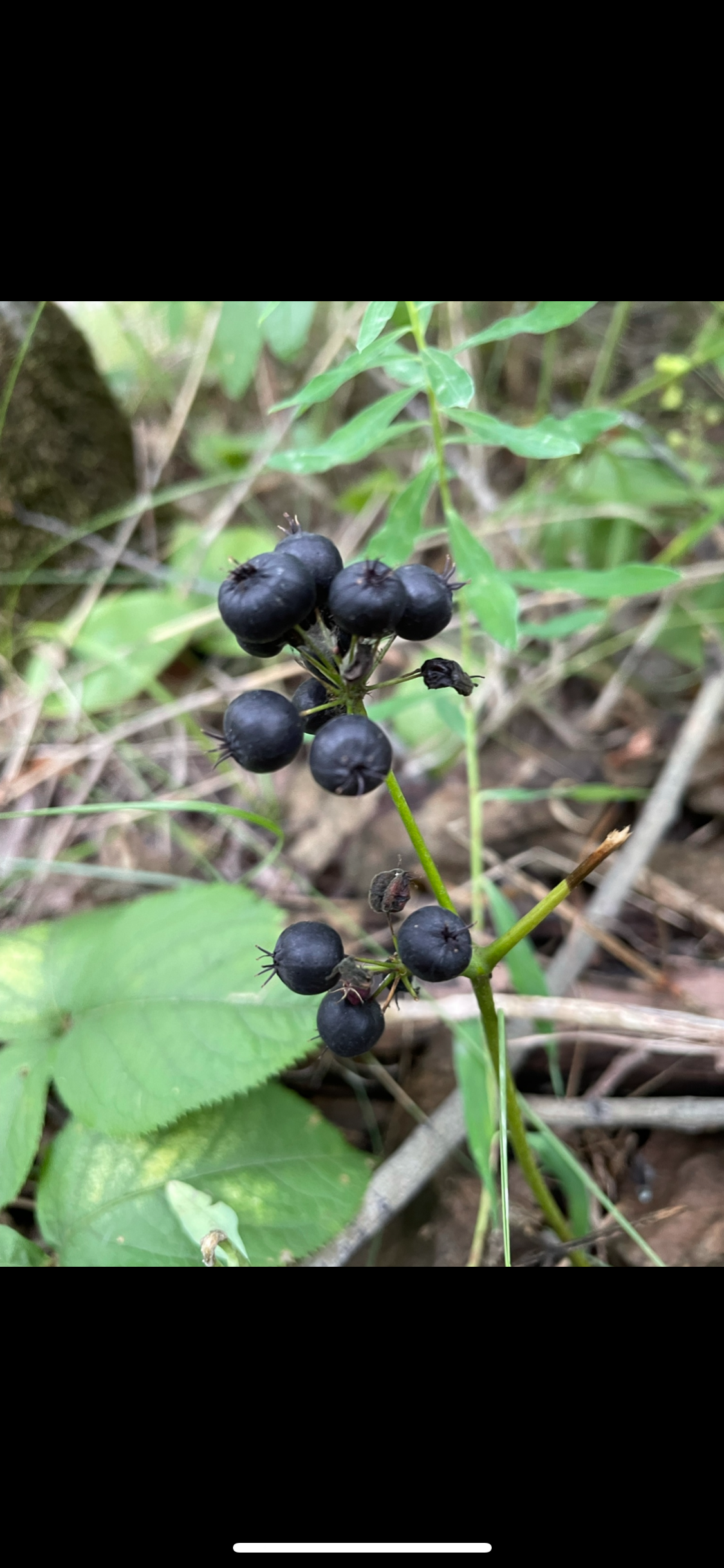 Semillas de Zarzaparrilla Silvestre (Aralia nudicaulis) - Semillas de Plantas Perennes Nativas Silvestres - Zona de Hardiness 3 - Más de 50 Semillas