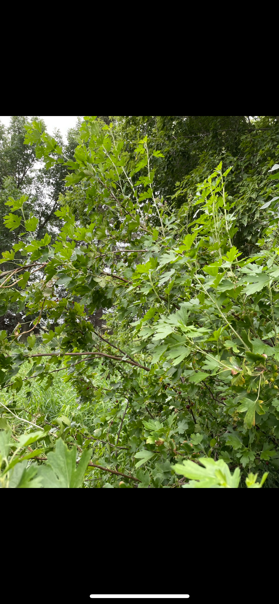 Grosellero Negro Consorte (Ribes nigrum x Ribes ussuriense)