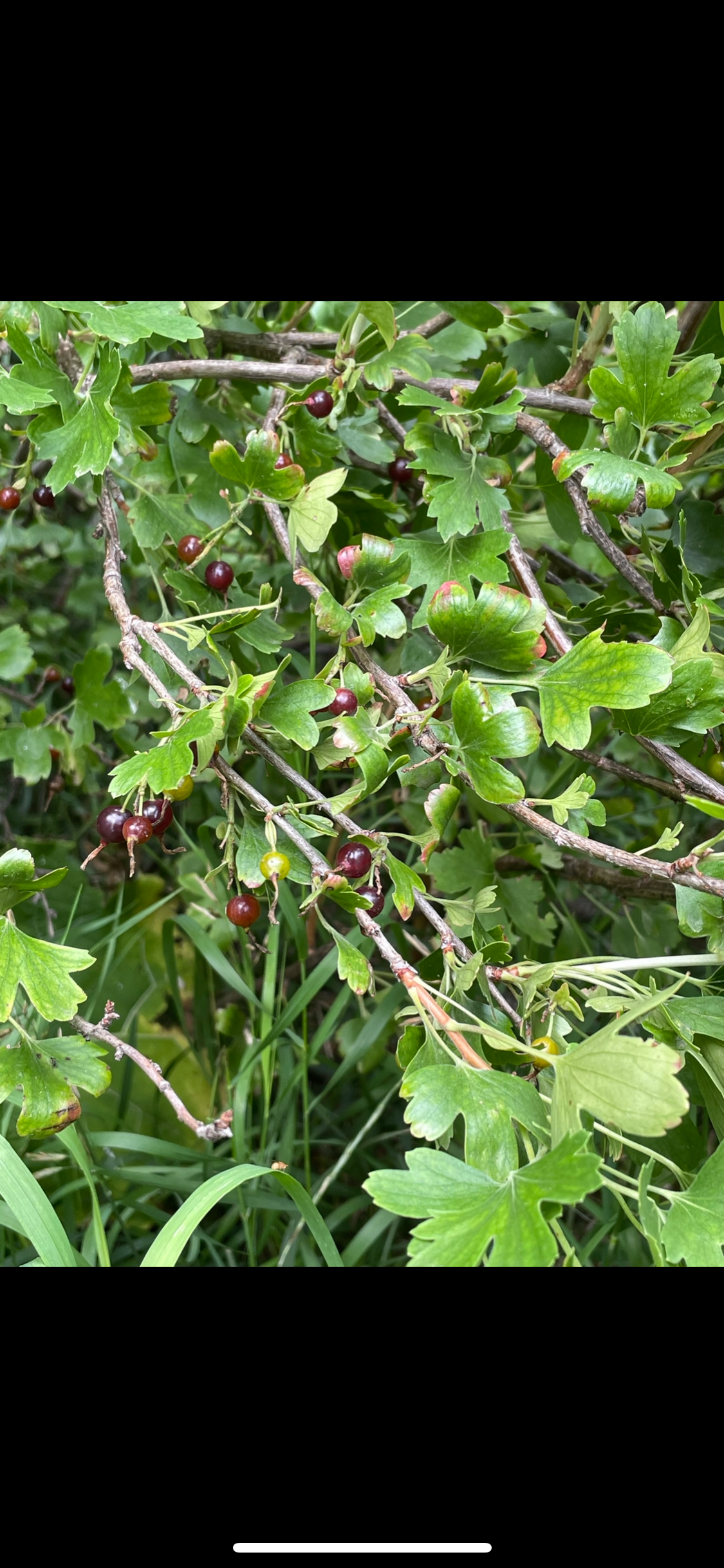 Consort Black Currant (Ribes nigrum x Ribes ussuriense)