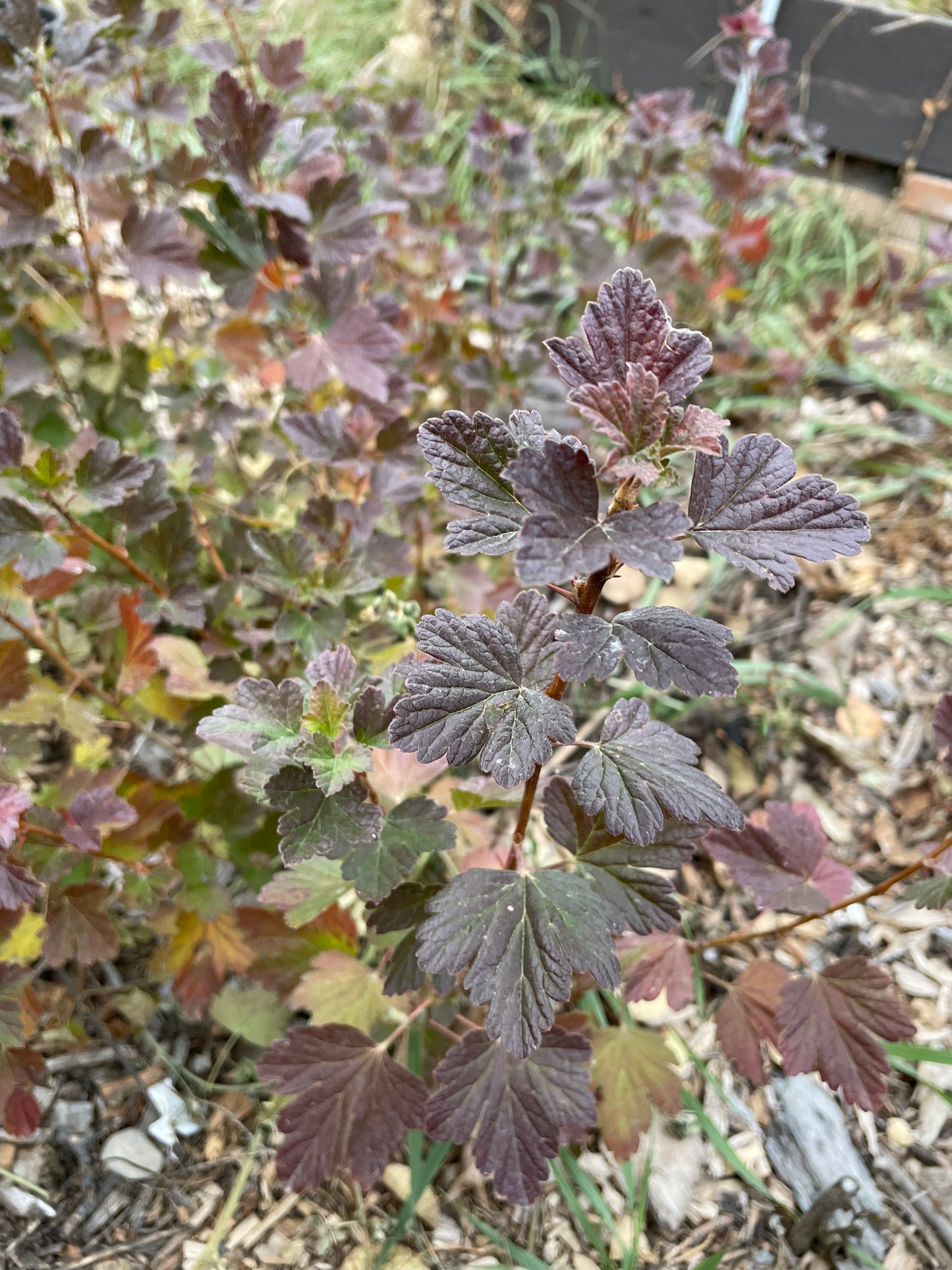 Groseille à maquereau - Violette (Ribes sp.)