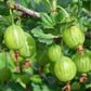 Groseille à maquereau Easy Pickings (Ribes uva-crispa 'Easy Pickings')