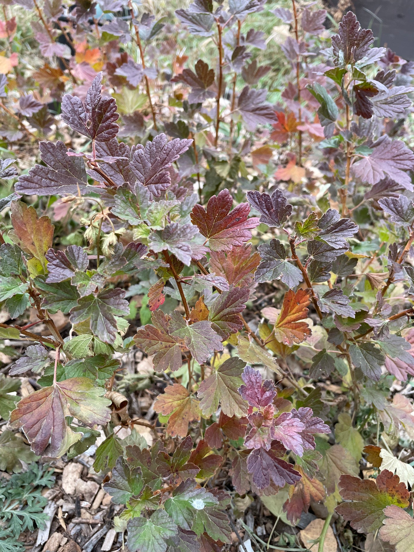 Gooseberry - Purple (Ribes sp.)