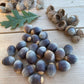 Bur Oak Acorns (Quercus macrocarpa)
