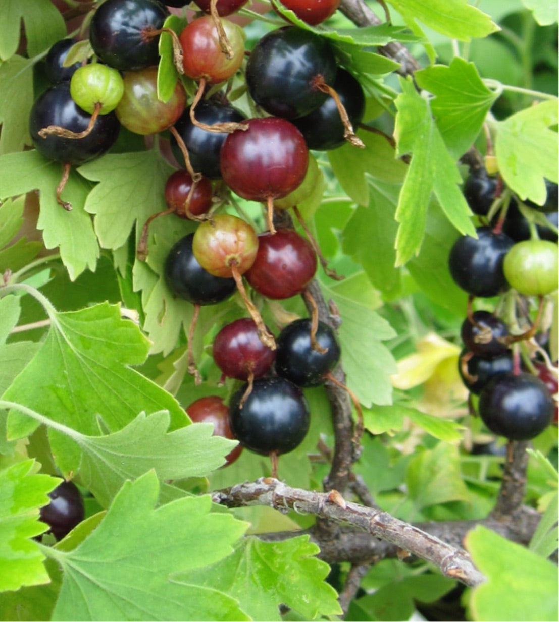 Groseille à girofle (Ribes aureum)
